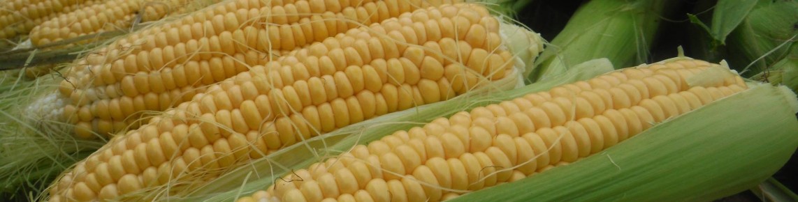 Africa Sourcing Maize Exporter